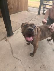 Found/Stray Unknown Dog last seen Navarro college, Waxahachie, TX 75165