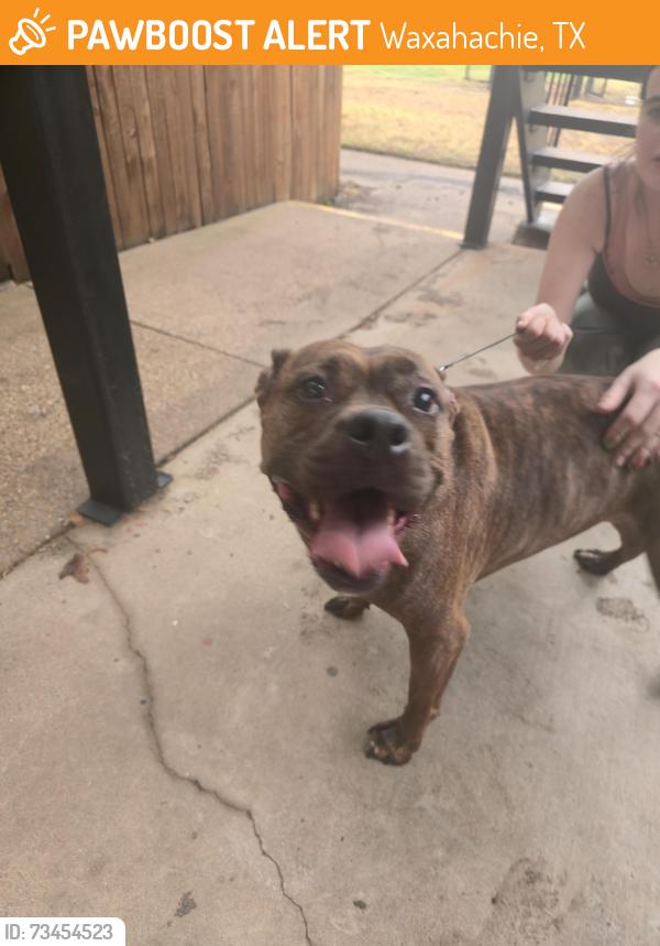 Found/Stray Unknown Dog last seen Navarro college, Waxahachie, TX 75165