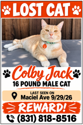 Lost Male Cat last seen Mattison lane, Santa Cruz, CA 95062