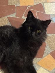Found/Stray Male Cat last seen Actually not sure of where the cat was originally but was in Haines City., Haines City, FL 33844