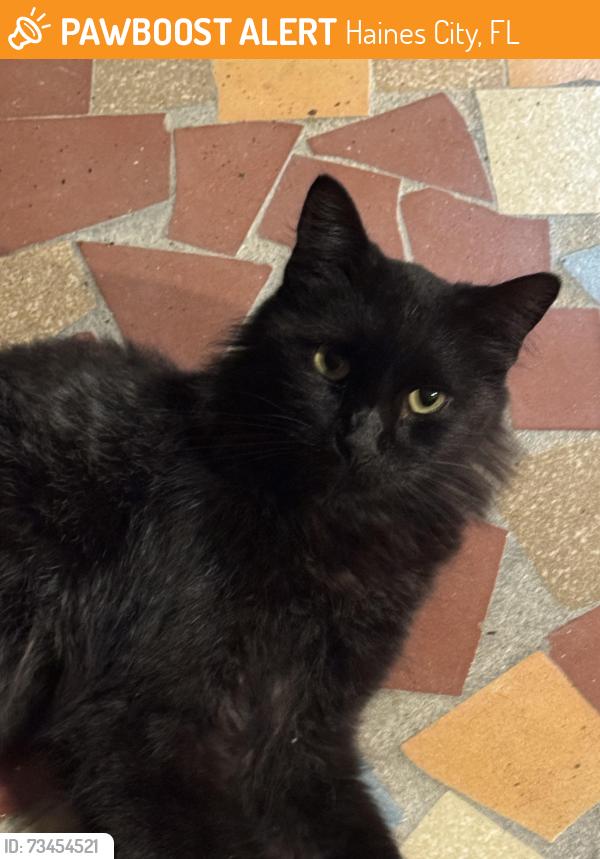 Found/Stray Male Cat last seen Actually not sure of where the cat was originally but was in Haines City., Haines City, FL 33844