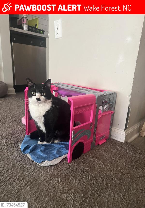 Lost Female Cat last seen Rosedale community, Wake Forest, NC 27587