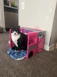Lost Female Cat last seen Rosedale community, Wake Forest, NC 27587