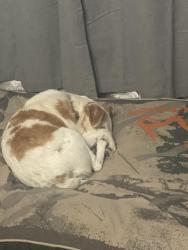 Lost Male Dog last seen Coushitta, Kinder, LA 70648