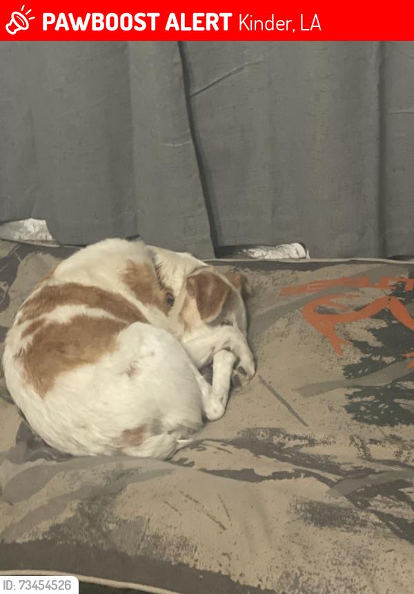 Lost Male Dog last seen Coushitta, Kinder, LA 70648