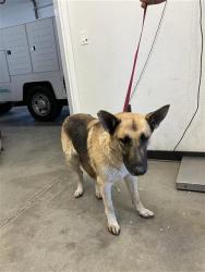 Shelter Stray Female Dog last seen Near BLOCK N HASLAM AVE FRESNO CA 93722, 5277 E Airways Blvd, Fresno, CA 93727, USA