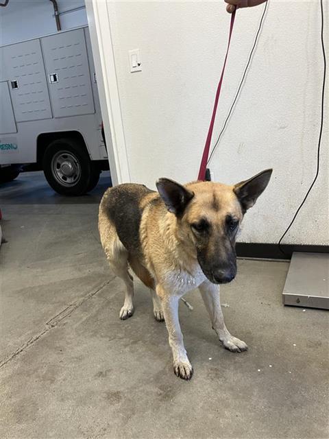 Shelter Stray Female Dog last seen Near BLOCK N HASLAM AVE FRESNO CA 93722, 5277 E Airways Blvd, Fresno, CA 93727, USA