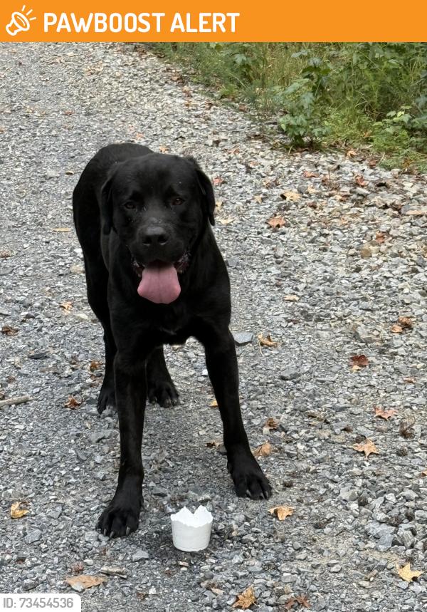 Found/Stray Male Dog last seen Cell tower, S Little Sand Mountain Rd, GA 30105