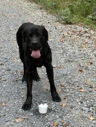 Found/Stray Male Dog last seen Cell tower, S Little Sand Mountain Rd, GA 30105