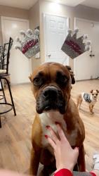 Reunited Female Dog last seen Fulton, San Marcos, CA 92069