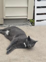 Reunited Female Cat last seen Near scholar drive, Durham, NC 27703