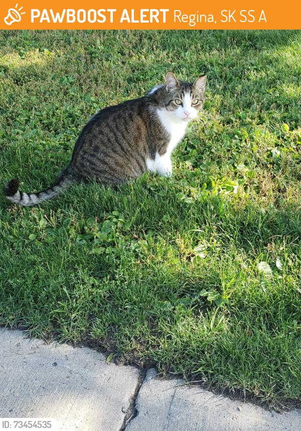 Found/Stray Female Cat last seen Near Munroe Pl back yard area, Regina, SK S4S 6A7