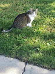 Found/Stray Female Cat last seen Near Munroe Pl back yard area, Regina, SK S4S 6A7