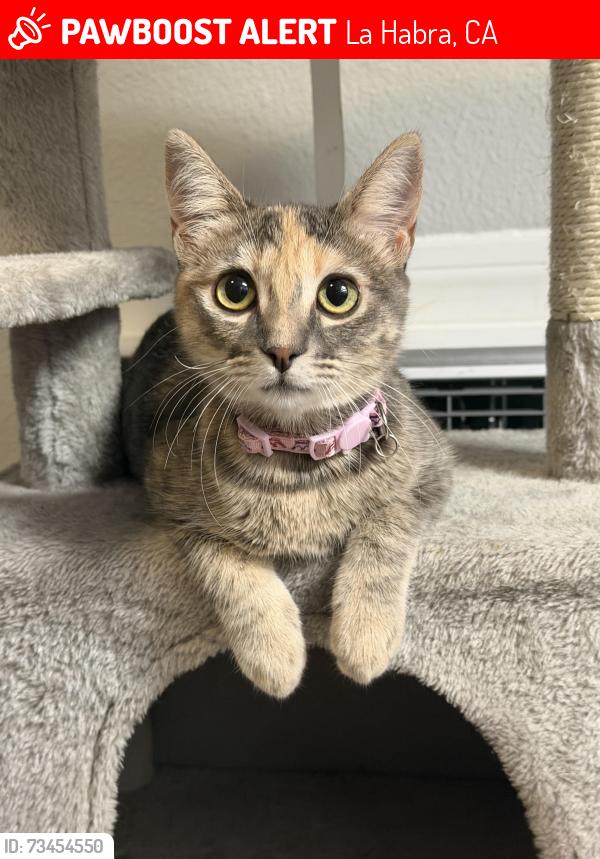 Lost Female Cat last seen Near Idaho st la habra, La Habra, CA 90631