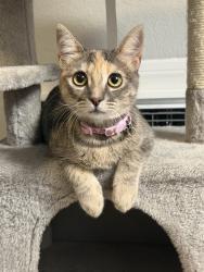 Lost Female Cat last seen Near Idaho st la habra, La Habra, CA 90631