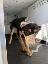 Shelter Stray Female Dog last seen Near BLOCK INDIAN ROCK RD, BAKERSFIELD,CA, 201 S Mt Vernon Ave, Bakersfield, CA 93307, USA