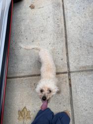 Found/Stray Male Dog last seen Nevis way, Henry County, GA 30253