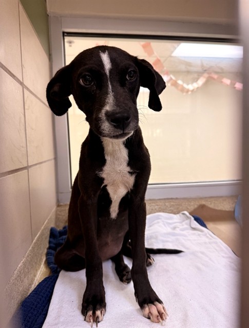 Shelter Stray Female Dog last seen MOON LAKE/ MOON LAKE, 19640 Dogpatch Ln, Land O' Lakes, FL 34638, USA