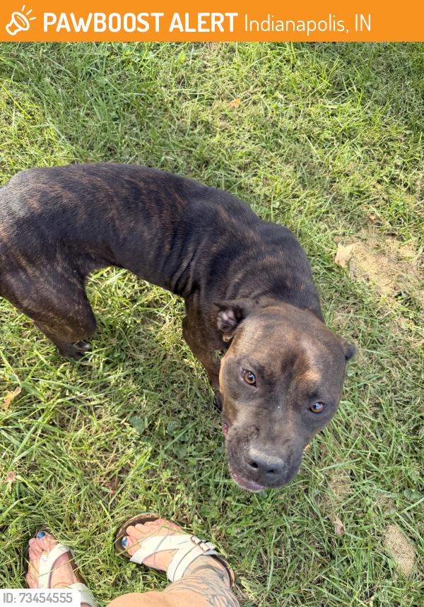 Found/Stray Female Dog last seen Roland Brookside Parkway, North Drive, Indianapolis, IN 46201