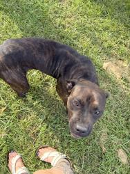 Found/Stray Female Dog last seen Roland Brookside Parkway, North Drive, Indianapolis, IN 46201