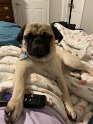 Lost Female Dog last seen Near Burmese dr, Providence Village, Providence Village, TX 76227