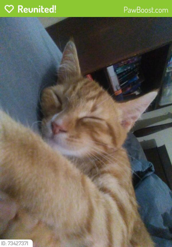 Reunited Male Cat last seen Wayside rd, Rome, GA 30161