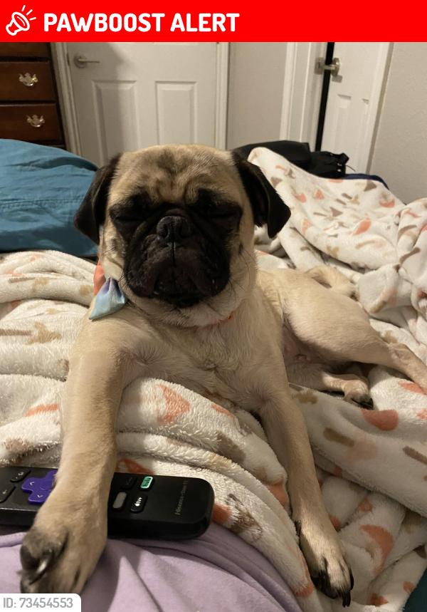 Lost Female Dog last seen Near Burmese dr, Providence Village, Providence Village, TX 76227