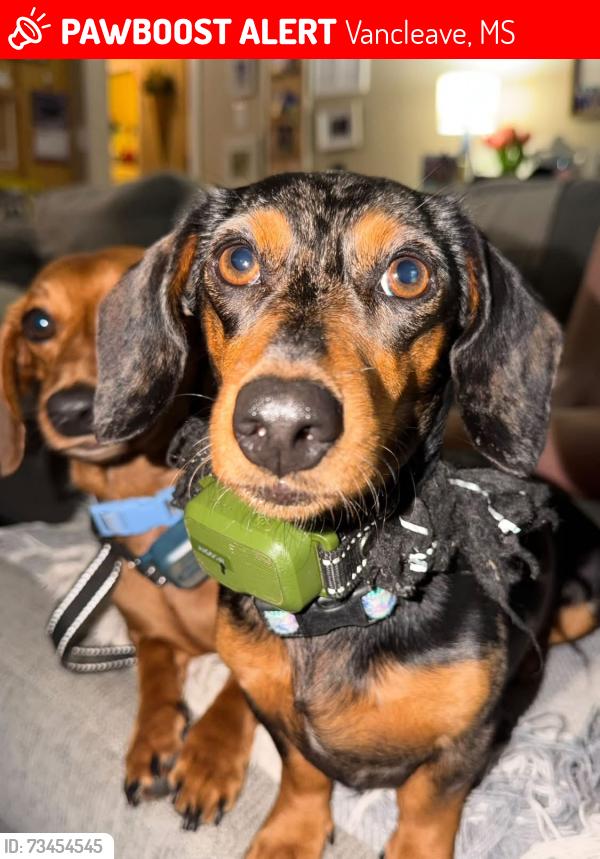 Lost Female Dog last seen Vancleave, Vancleave, MS 39565