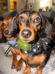 Lost Female Dog last seen Vancleave, Vancleave, MS 39565