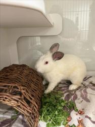 Shelter Stray Male Other last seen CALAROGA, 16 Barnes Ct, Hayward, CA 94544, USA