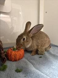Shelter Stray Female Other last seen MANON, 16 Barnes Ct, Hayward, CA 94544, USA