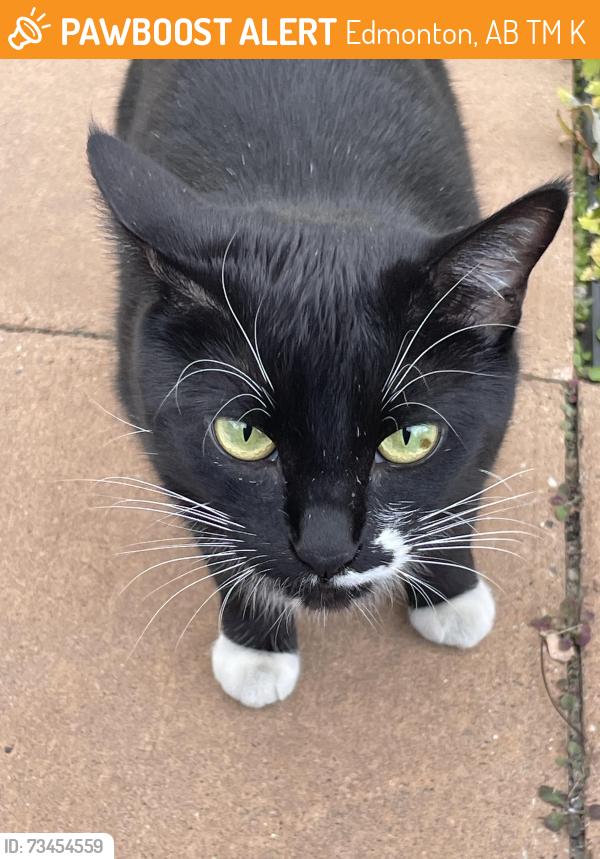 Found/Stray Unknown Cat last seen Near 124 st, Edmonton, AB T5M 0K3