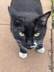 Found/Stray Unknown Cat last seen Near 124 st, Edmonton, AB T5M 0K3
