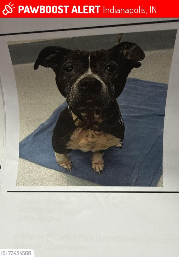 Lost Female Dog last seen W Michigan st & n concord st indianapolis, Indianapolis, IN 46222