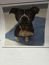 Lost Female Dog last seen W Michigan st & n concord st indianapolis, Indianapolis, IN 46222