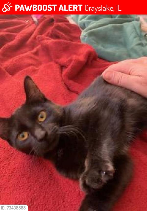 Lost Female Cat last seen English Meadows - Doolittle Ln and Stockton Rd, Grayslake, IL 60030
