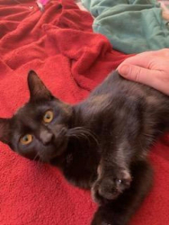 Lost Female Cat last seen English Meadows - Doolittle Ln and Stockton Rd, Grayslake, IL 60030