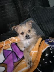 Reunited Male Dog last seen Near Cedar Cir, Conroe, TX 77302, USA, Conroe, TX 77302