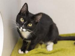 Shelter Stray Female Cat last seen TATUM AND CACTUS, 5501 E Van Buren St, Phoenix, AZ 85008, USA