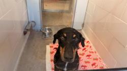 Shelter Stray Male Dog last seen 35TH ? AND MCDOWELL, 5501 E Van Buren St, Phoenix, AZ 85008, USA