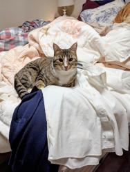 Lost Female Cat last seen Near street 58 avenue, by Mount Pleasant Park, Edmonton, AB T6H 2K2