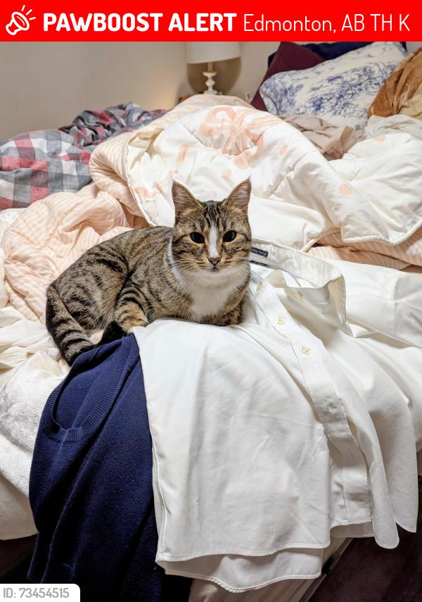 Lost Female Cat last seen Near street 58 avenue, by Mount Pleasant Park, Edmonton, AB T6H 2K2