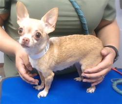 Shelter Stray Female Dog last seen 35TH AVE AND BASELINE RD, 2500 S 27th Ave, Phoenix, AZ 85009, USA
