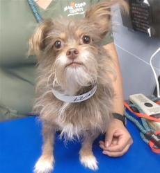 Shelter Stray Female Dog last seen 35TH AVE AND BASELINE RD, 2500 S 27th Ave, Phoenix, AZ 85009, USA