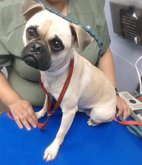 Shelter Stray Male Dog last seen 79TH AVE AND CAMELBACK RD, 2500 S 27th Ave, Phoenix, AZ 85009, USA