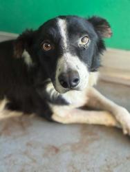 Shelter Stray Male Dog last seen Near BLOCK E OLIVE AVE, PORTERVILLE, CA, Visalia, CA 93292, USA