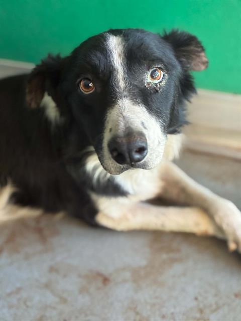 Shelter Stray Male Dog last seen Near BLOCK E OLIVE AVE, PORTERVILLE, CA, Visalia, CA 93292, USA
