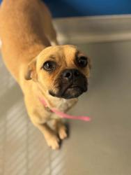 Shelter Stray Female Dog last seen Near BLOCK AVE 58, DUCOR, CA, Visalia, CA 93292, USA