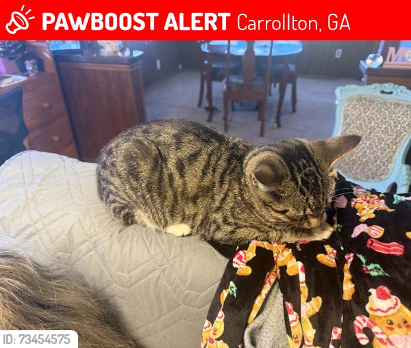 Lost Male Cat last seen Happy hill church rd, Carrollton, GA 30116