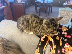 Lost Male Cat last seen Happy hill church rd, Carrollton, GA 30116